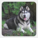 Suche nach husky aufkleber Welpe