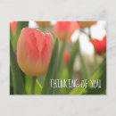 Suche nach rote tulpe Botanisch