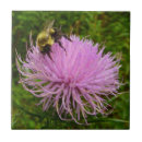 Recherche de chardons carreaux Violet