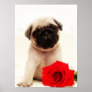 Recherche de pug posters Pet