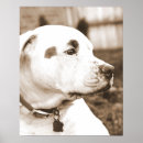 Recherche de races de chien posters Pour animaux