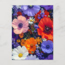 Recherche de champ des fleurs cartes postales Marguerite
