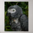 Recherche de oiseaux exotiques posters Jungle