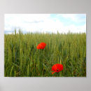 Suche nach pflücken poster Mohn