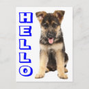 Suche nach schäferhunde postkarten Welpe