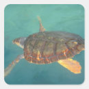 Recherche de tortue verte autocollants Animal