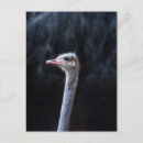 Suche nach weißer vogel postkarten Lustig