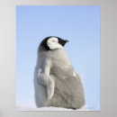 Suche nach baby pinguin poster Pinguine