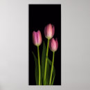 Suche nach rosa tulpe poster Blume