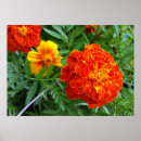 Suche nach sonnenstrahl poster Orange