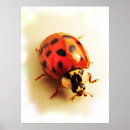 Suche nach ladybug poster Coccinellidae