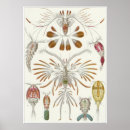 Recherche de aquatique art Haeckel