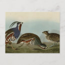Recherche de perdrix cartes postales Oiseau
