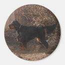 Recherche de setter magnets Pour tous