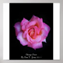 Suche nach friedensrose Mit blumen