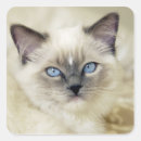 Recherche de fourrure autocollants Animal de compagnie