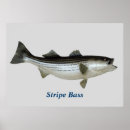 Suche nach baß poster Fische