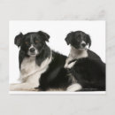 Suche nach zusammengehörigkeit postkarten Hund