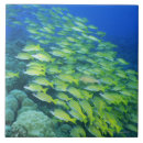 Recherche de école carreaux Corail