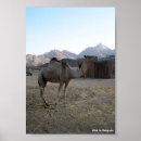 Suche nach kamele poster Natur