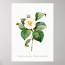 Suche nach vintage botanische illustration poster Blume