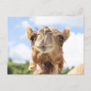 Recherche de chameau arabe cartes postales Nature
