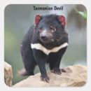 Suche nach tasmanischer teufel aufkleber Australie