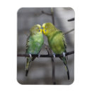 Recherche de perruche jaune magnets Perruches