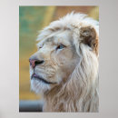 Suche nach king of the jungle poster Löwe