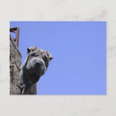 Recherche de shar pei cartes postales Dog