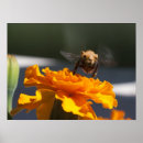 Suche nach niedliches kamel poster Spaß