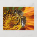 Recherche de abeille miel cartes postales Apis mellifera