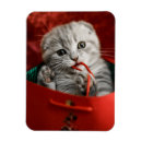 Suche nach kitten magnete Kätzchen