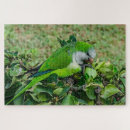 Suche nach papageien puzzle Vogelvogel
