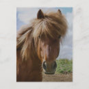 Recherche de profil de cheval cartes postales Profile