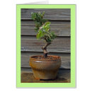 Suche nach bonsais postkarten Gruß