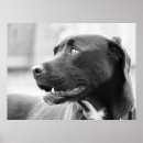 Recherche de taureau de pitt Dog