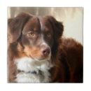 Recherche de berger australien carreaux Animal familier
