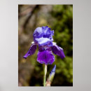 Suche nach purple iris poster Nature