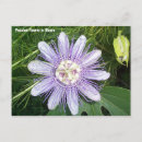 Recherche de passion cartes postales Fleur