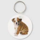 Recherche de bulldog anglais porteclés Chien