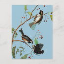 Suche nach audubon postkarten Vogelvogel