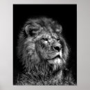 Suche nach schwarz weißer löwe poster Wild