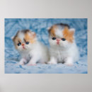 Suche nach persian poster Kätzchen