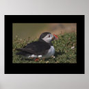 Suche nach puffin Vogel