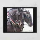 Recherche de percherons cartes postales Photos