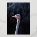 Recherche de autruche invitations Animal