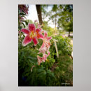 Suche nach rosa lilien poster Mit blumen