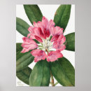Suche nach vintage flower poster Rose