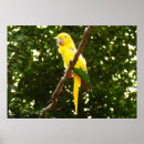 Suche nach vogelhäuser poster Gelb